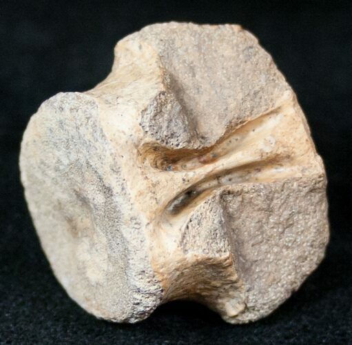 Champsosaurus Vertebrae (Cretaceous Reptile) #12697